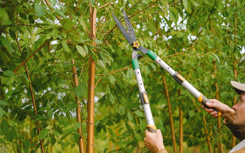 Tree trimming in Tobyhanna, PA
